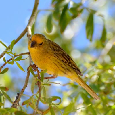 Greater Yellow Finch (2)